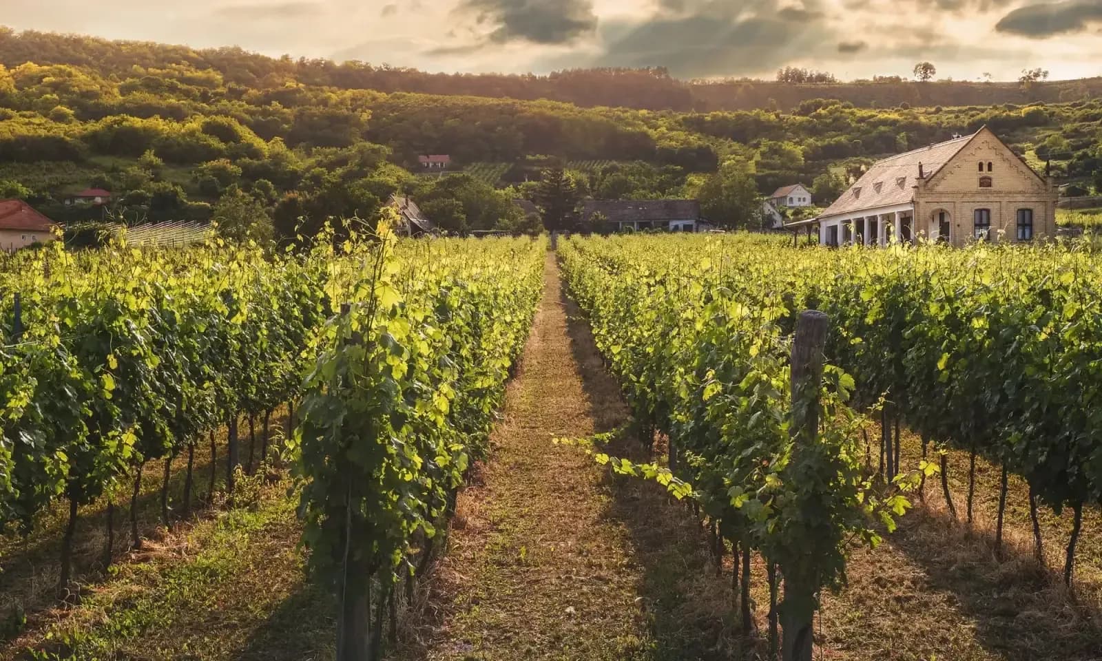 Vines in afternoon light with a gravel path between the rows.